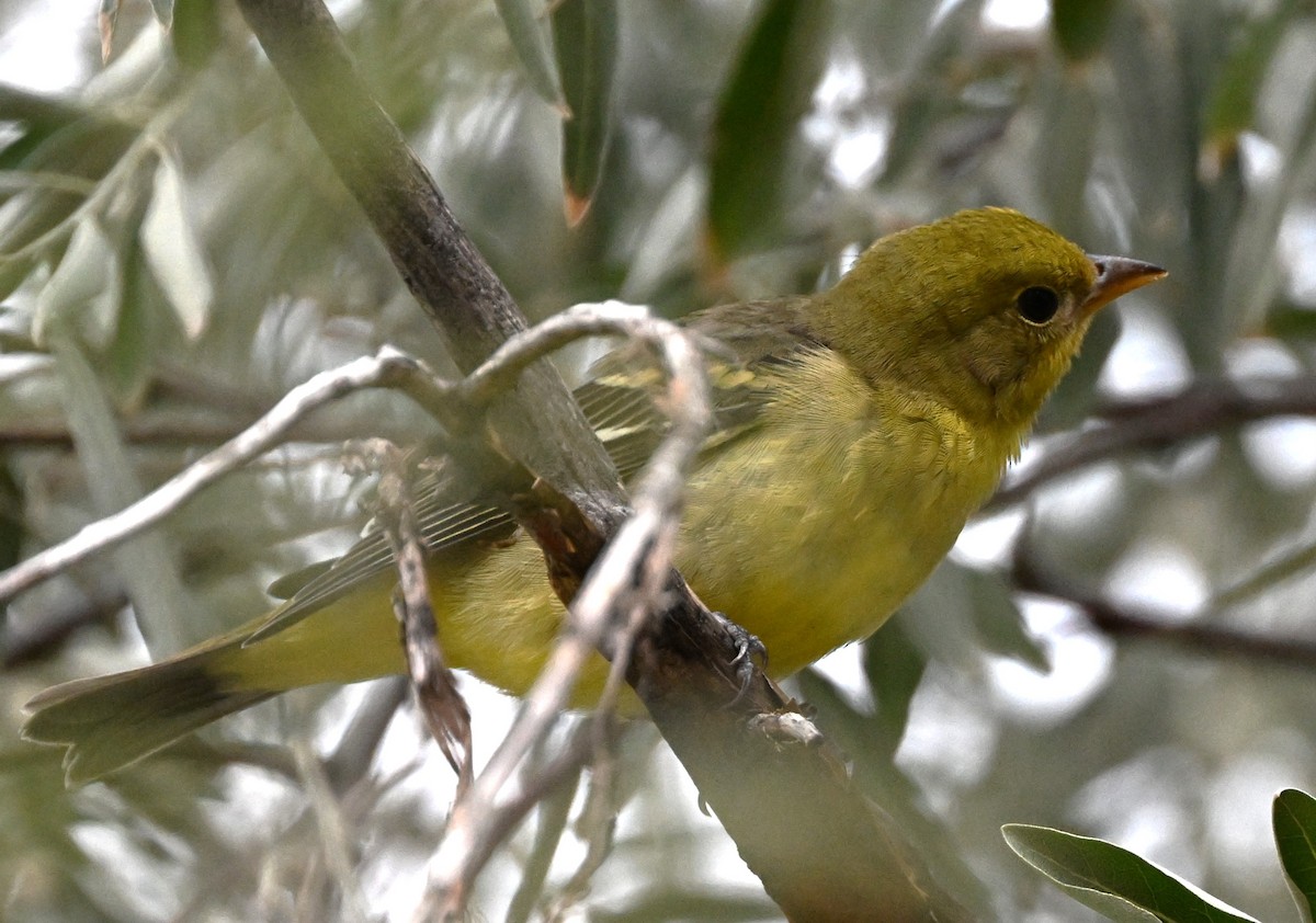 Western Tanager - ML641196694