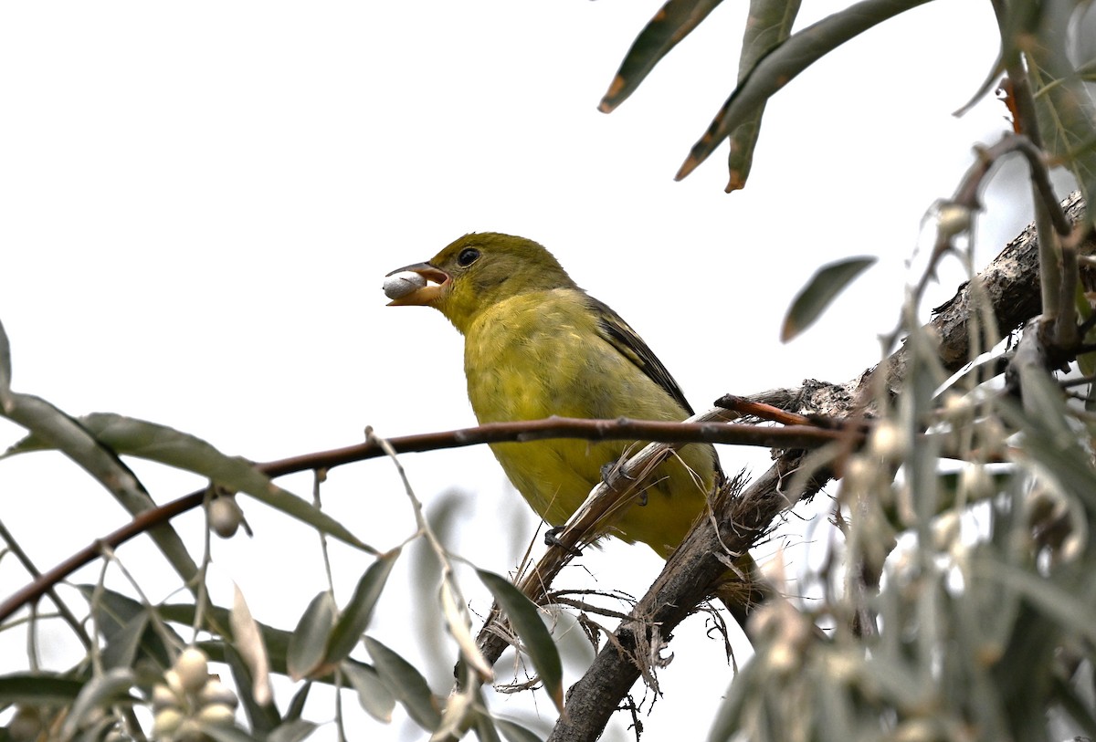 Western Tanager - ML641196695