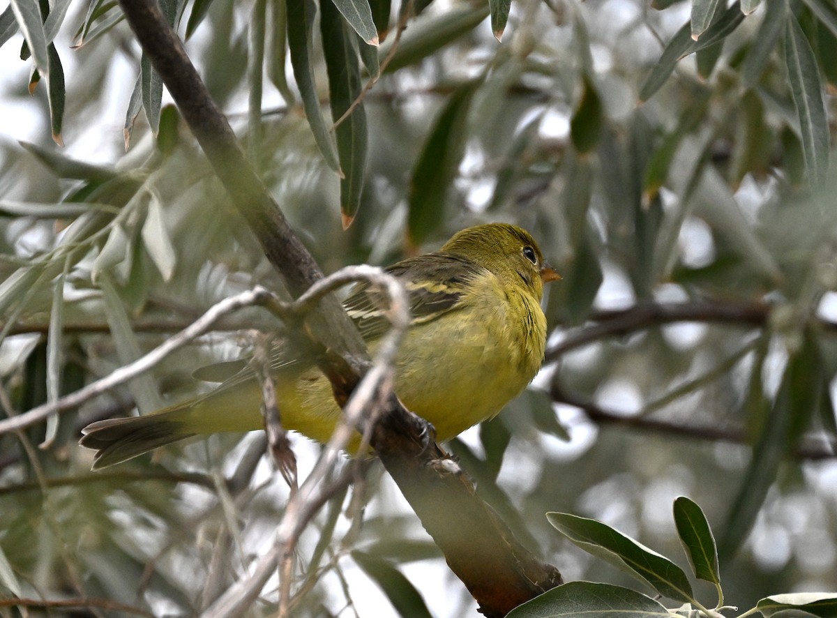 Western Tanager - ML641196696
