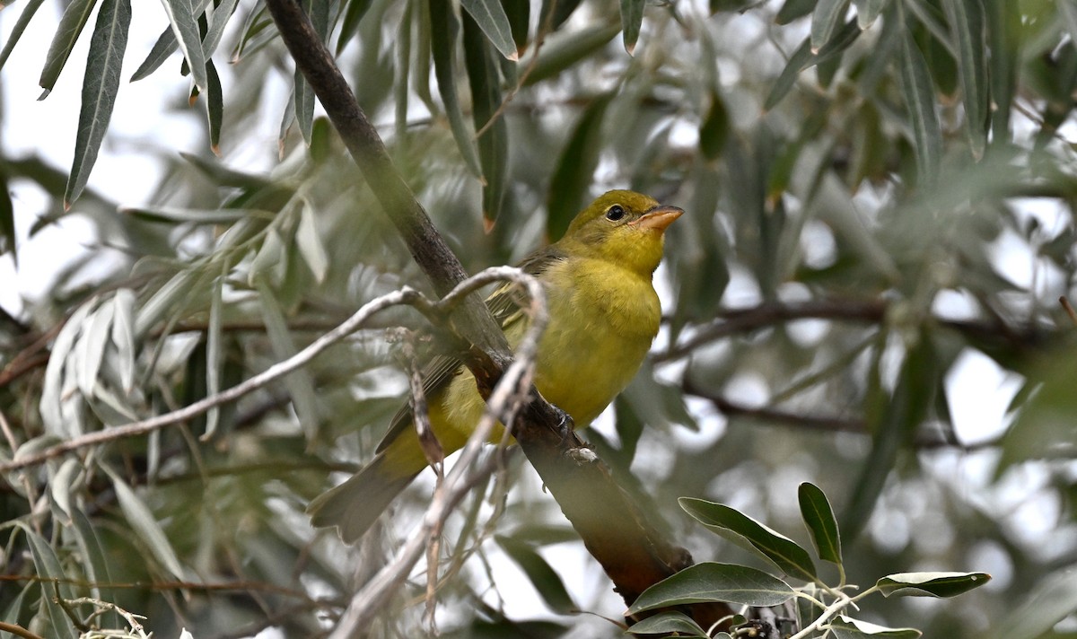Western Tanager - ML641196697