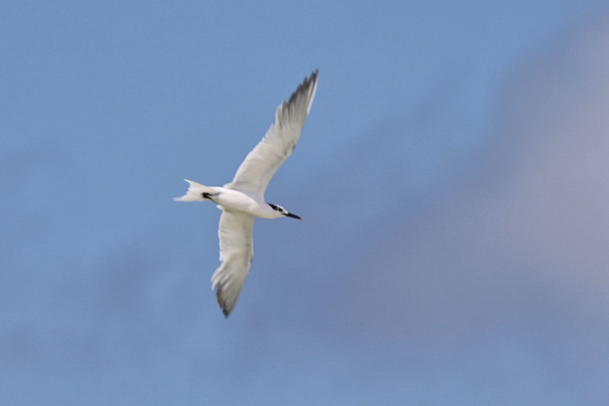 rybák severní - ML641196717