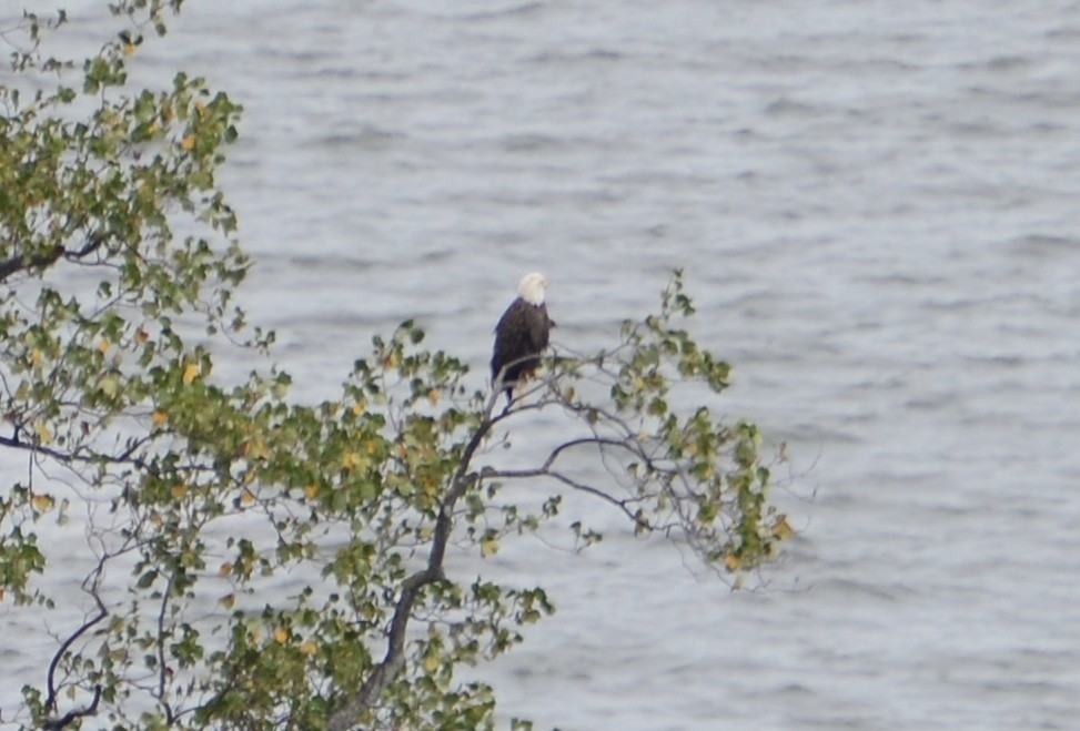 Bald Eagle - ML641196731