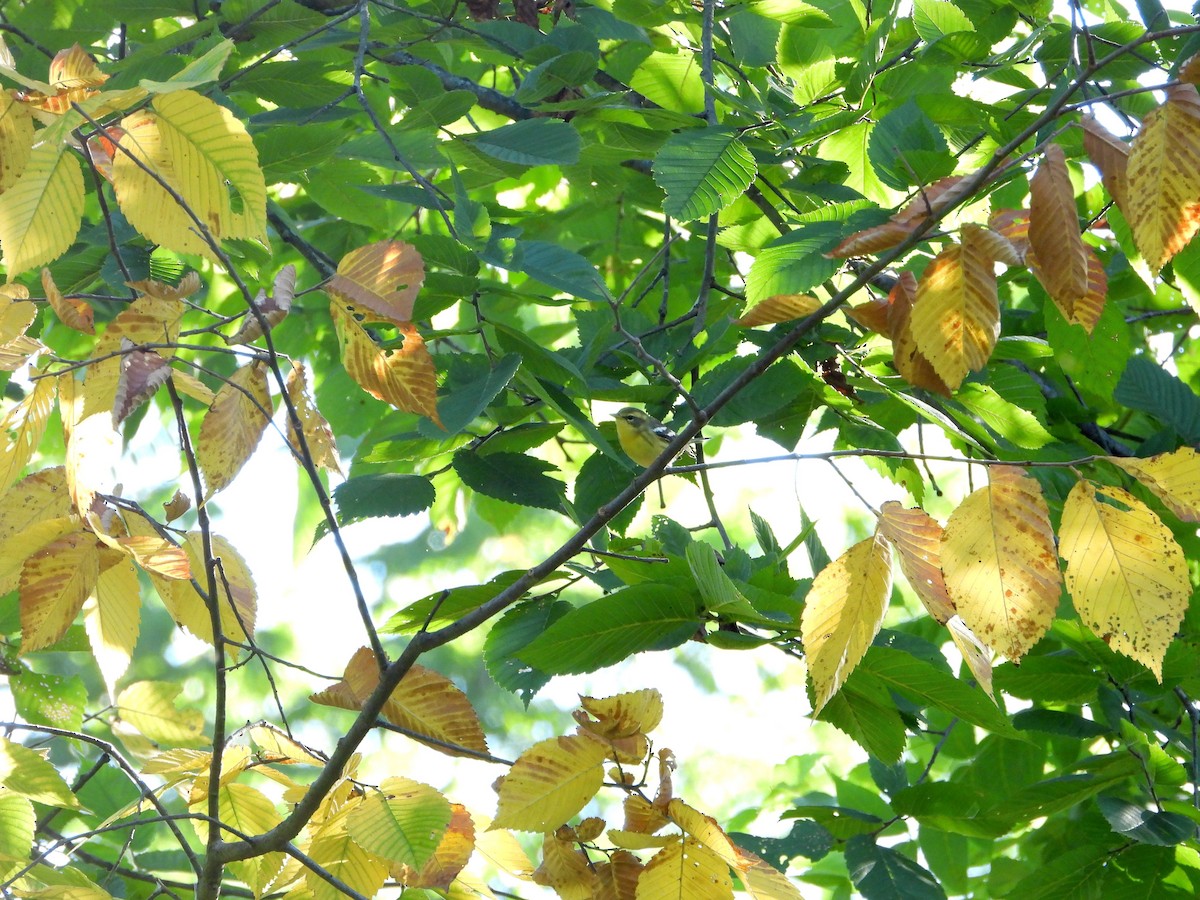 Blackburnian Warbler - ML641196765
