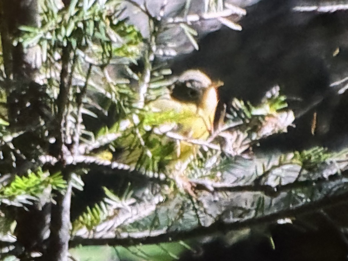 Nashville Warbler - ML641196771