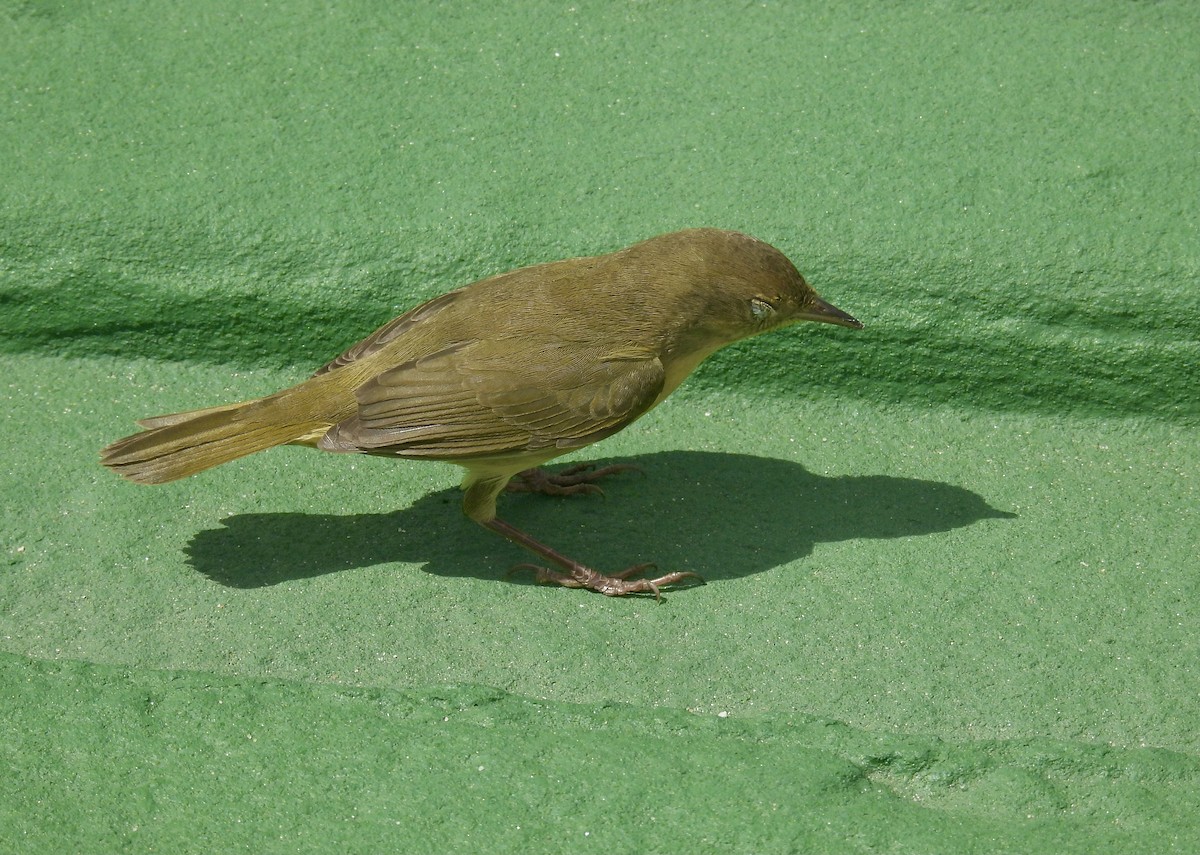 Common Yellowthroat - ML641196816