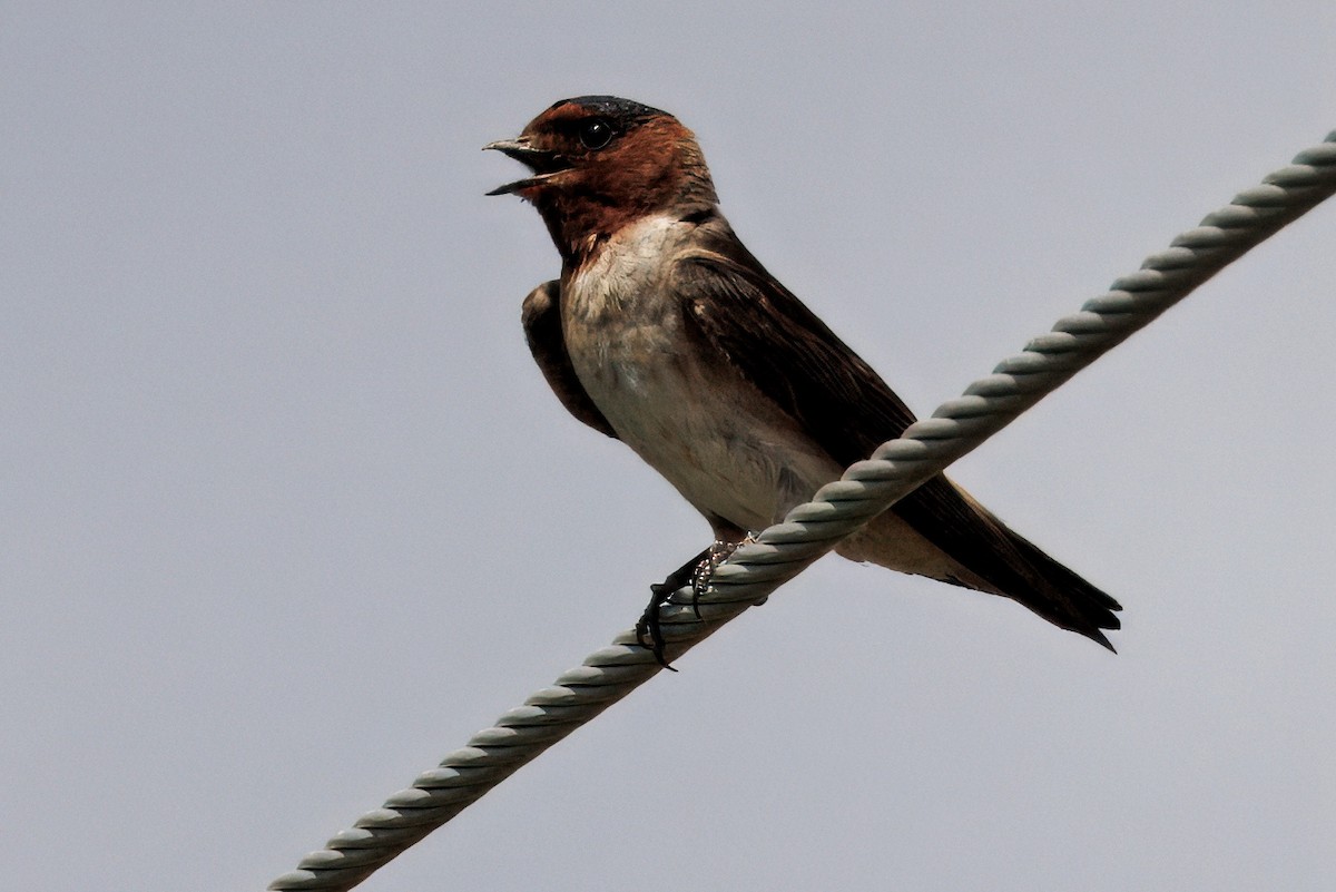 Cliff Swallow (pyrrhonota Group) - ML641196856