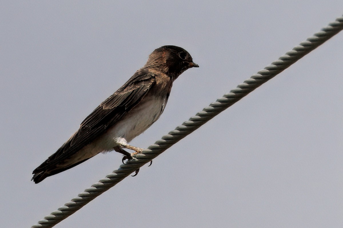 Cliff Swallow (pyrrhonota Group) - ML641196857