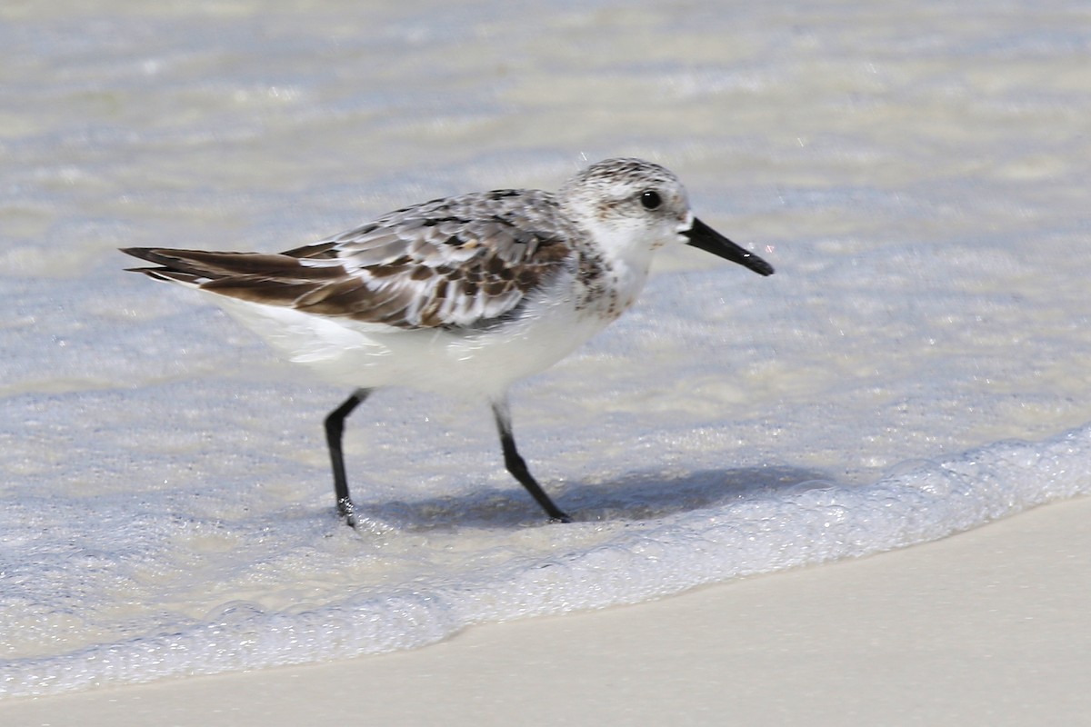 jespák písečný - ML641196946