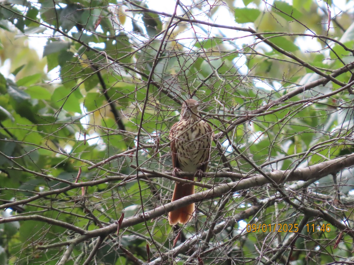 Brown Thrasher - ML641196982