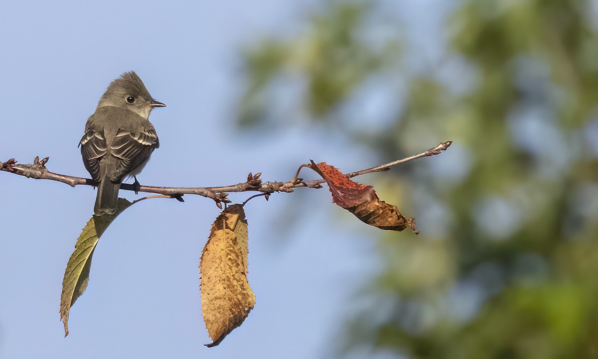 Eastern Wood-Pewee - ML641197008