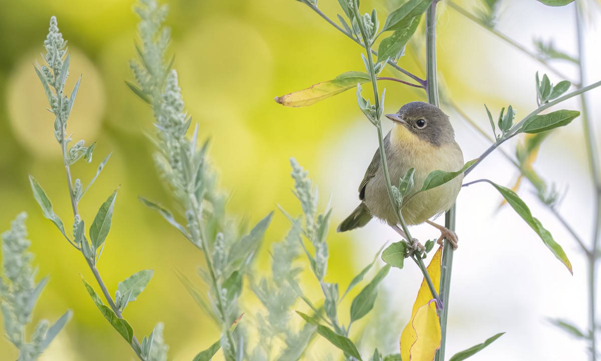 Common Yellowthroat - ML641197035