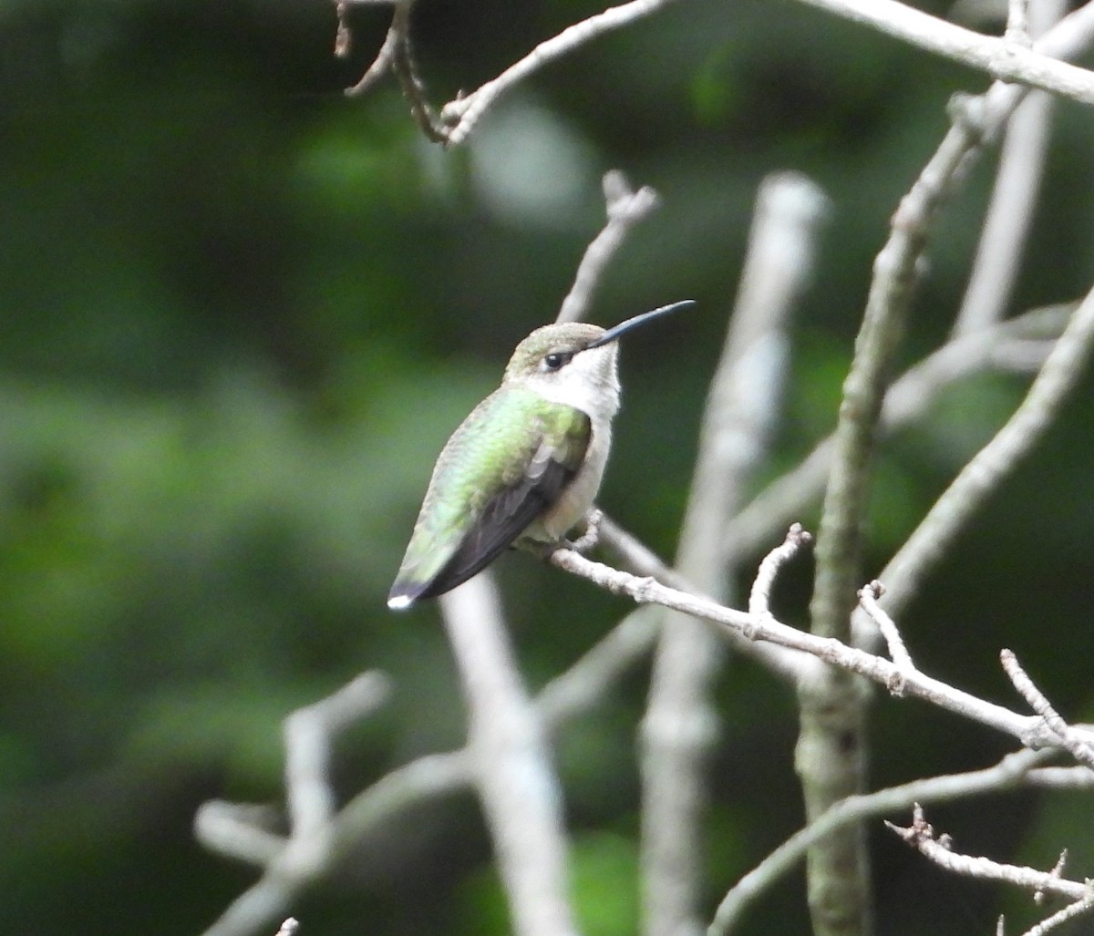 Ruby-throated Hummingbird - ML641197051