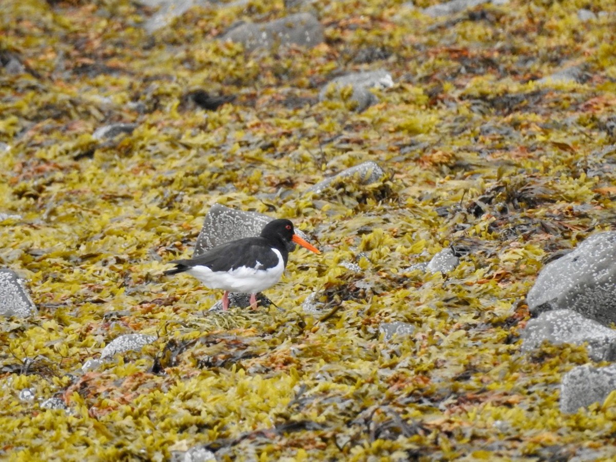 Eurasian Oystercatcher - ML641197059