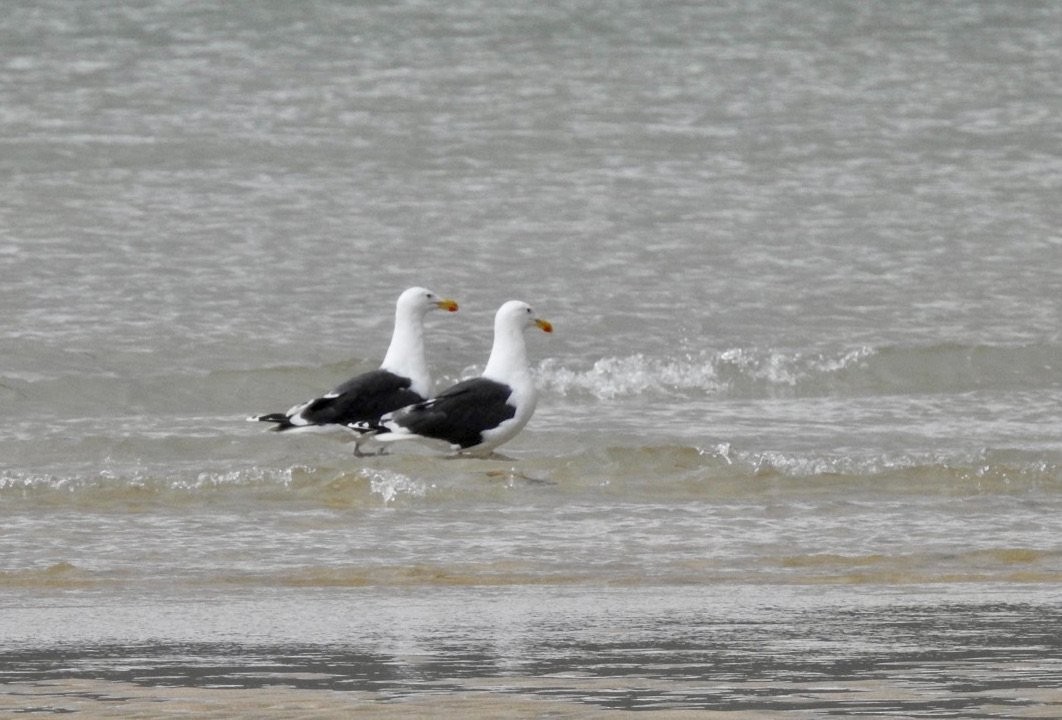 Great Black-backed Gull - ML641197076