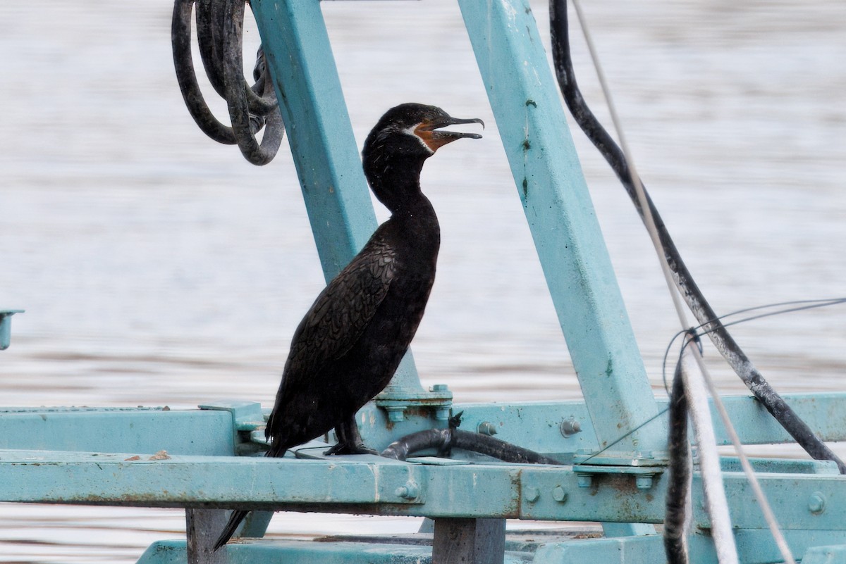 Neotropic Cormorant - ML641197087