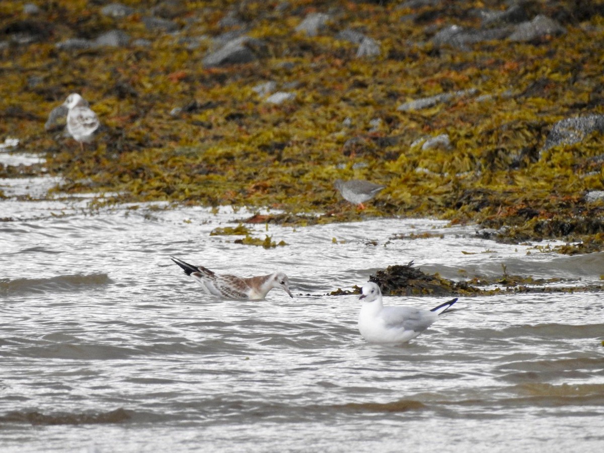 Black-headed Gull - ML641197089