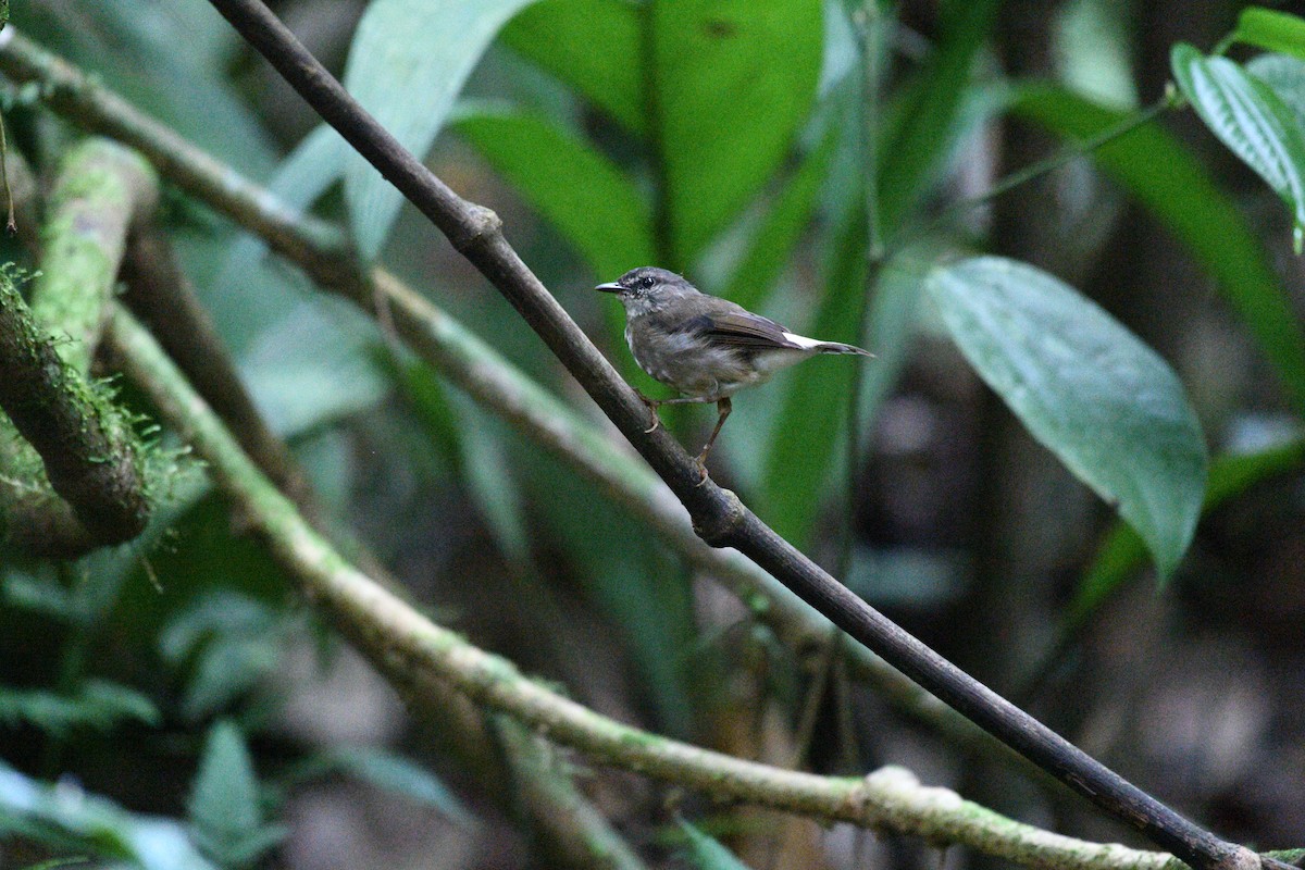 Buff-rumped Warbler - ML641197091