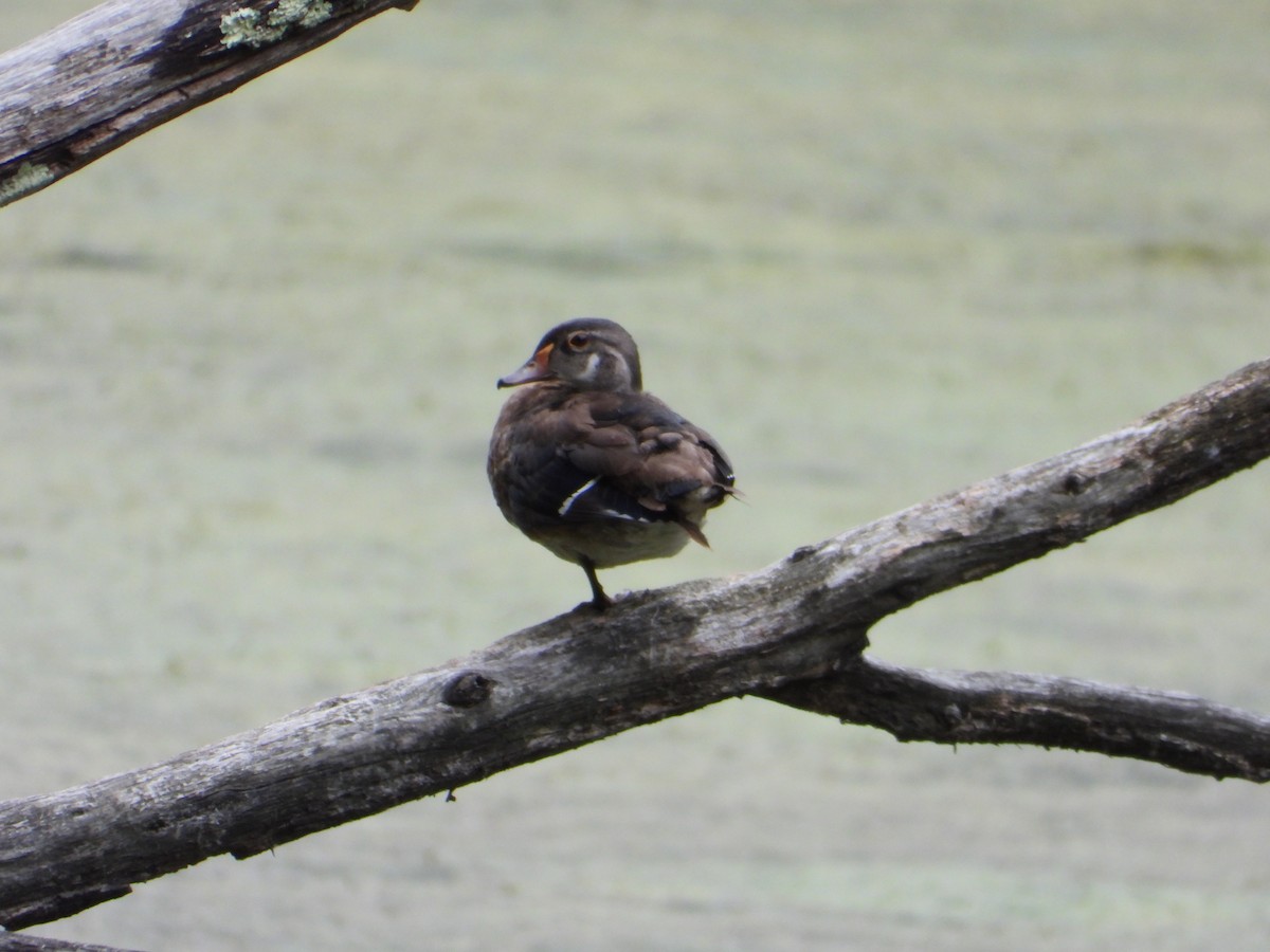 Wood Duck - ML641197101