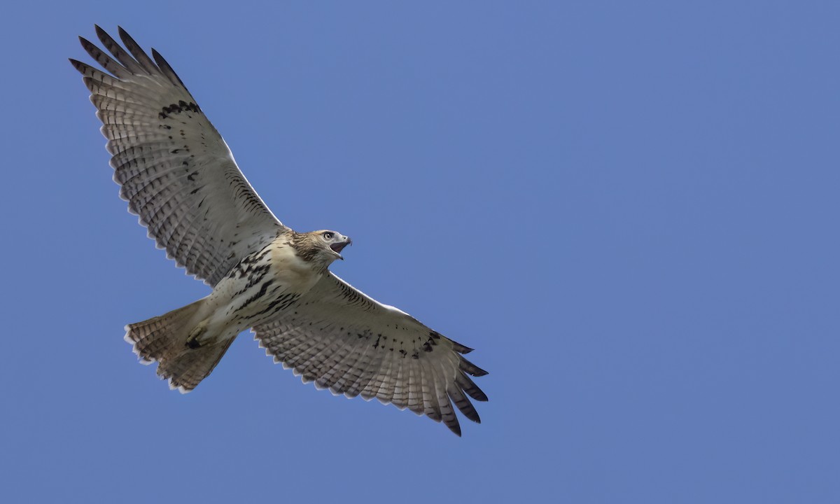 Red-tailed Hawk - ML641197127