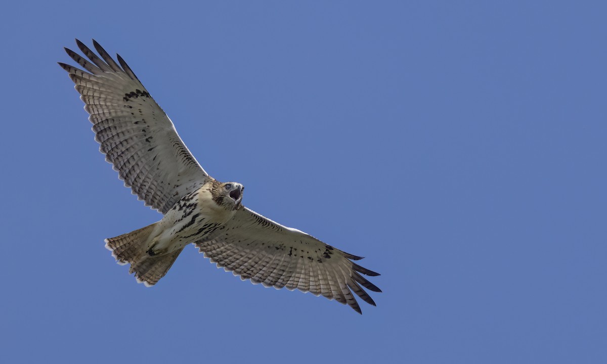 Red-tailed Hawk - ML641197128