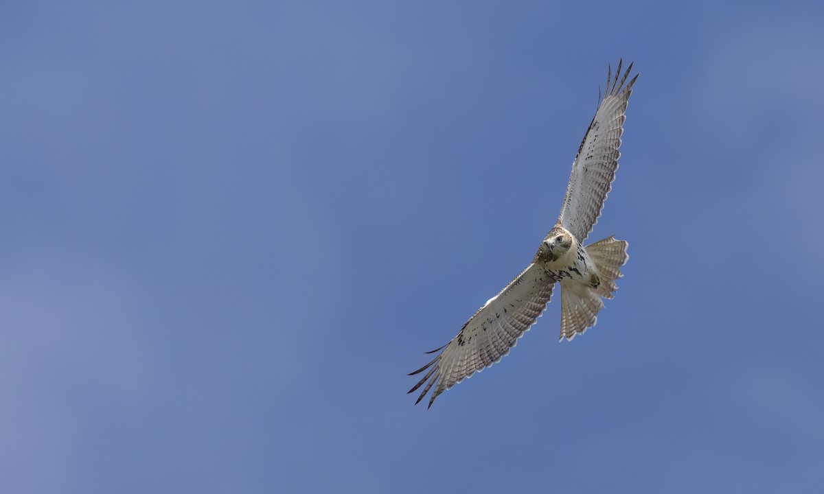 Red-tailed Hawk - ML641197129