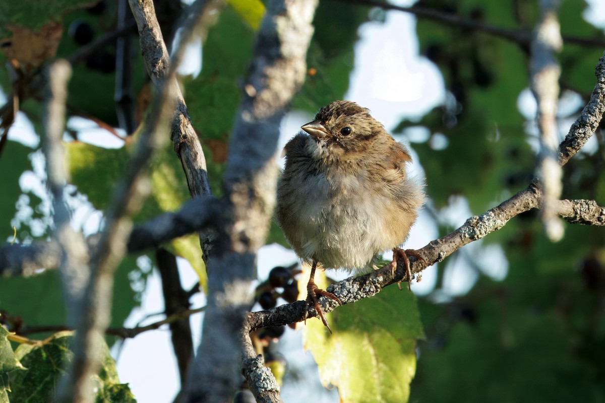 Swamp Sparrow - ML641197151
