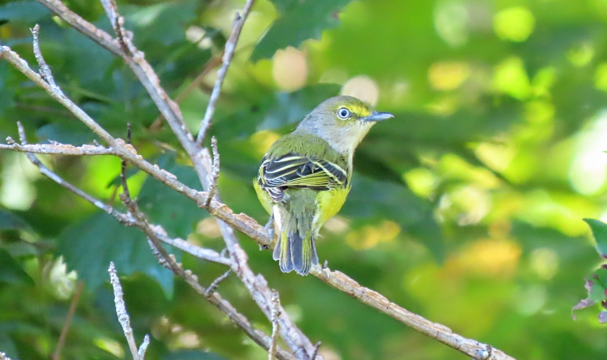 White-eyed Vireo - ML641197217