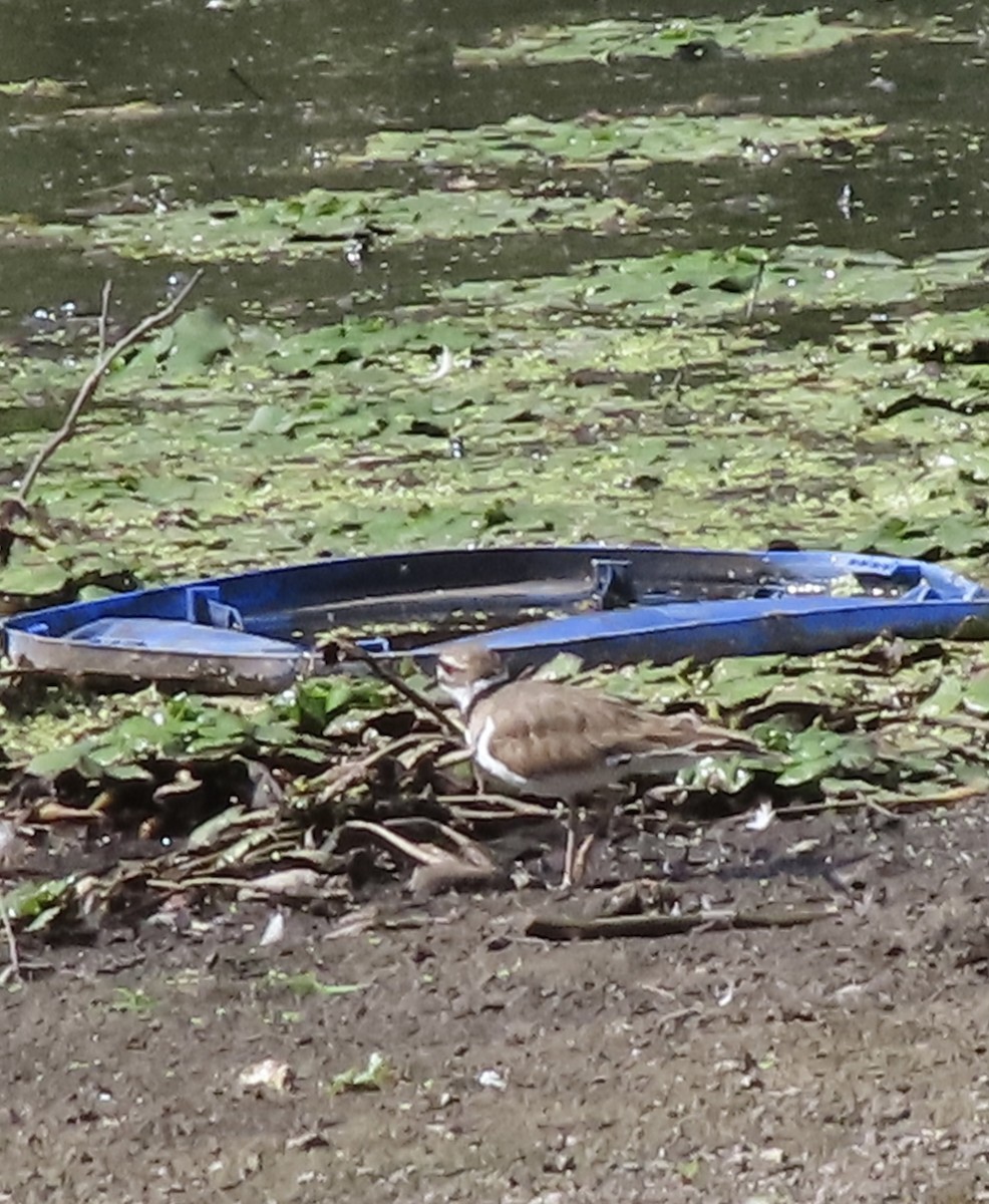 Killdeer - ML641197221