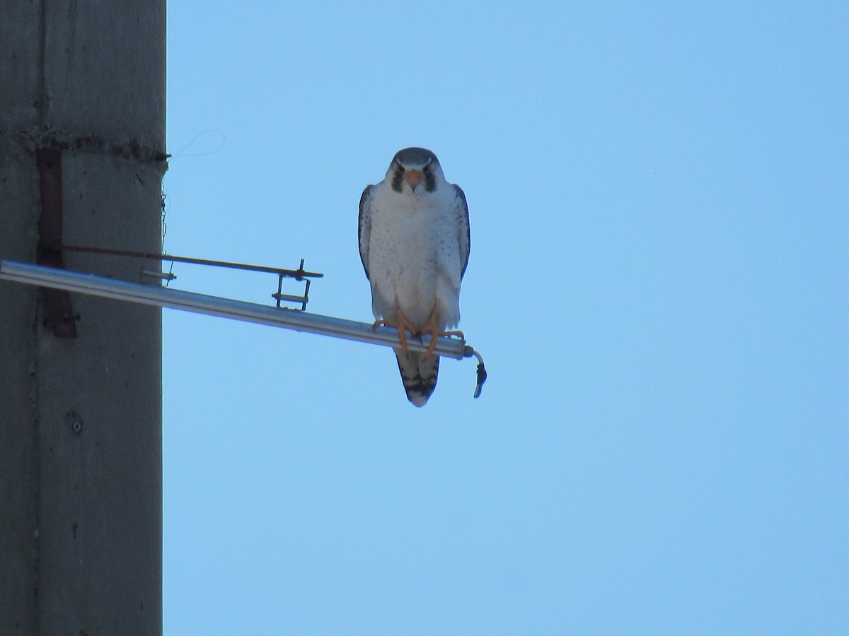 sokol stěhovavý - ML641197233