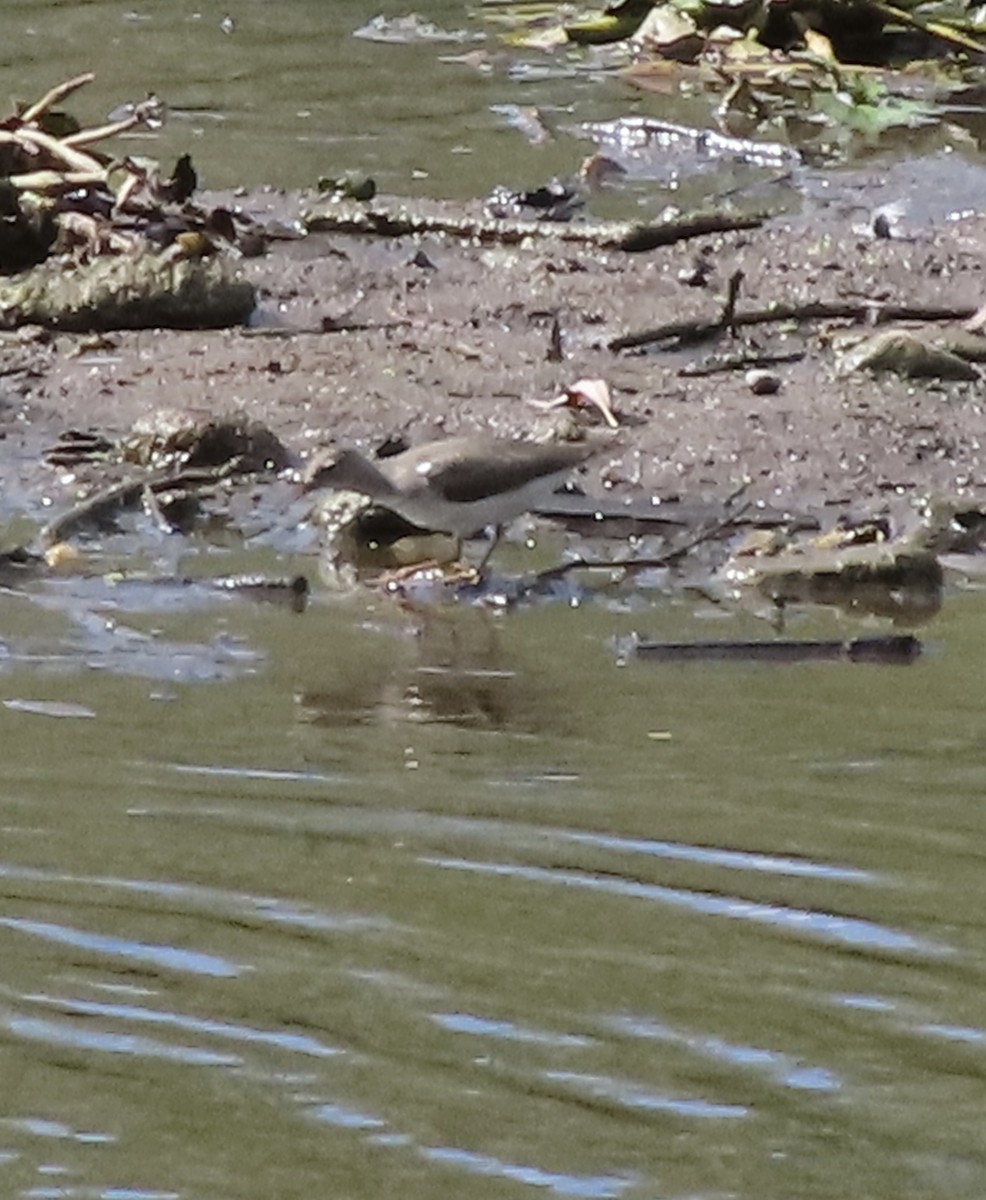 Spotted Sandpiper - ML641197234