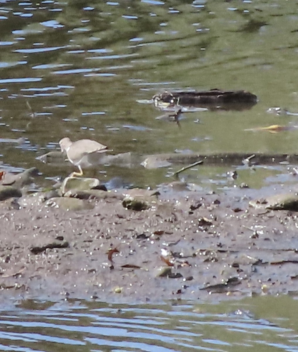 Spotted Sandpiper - ML641197235