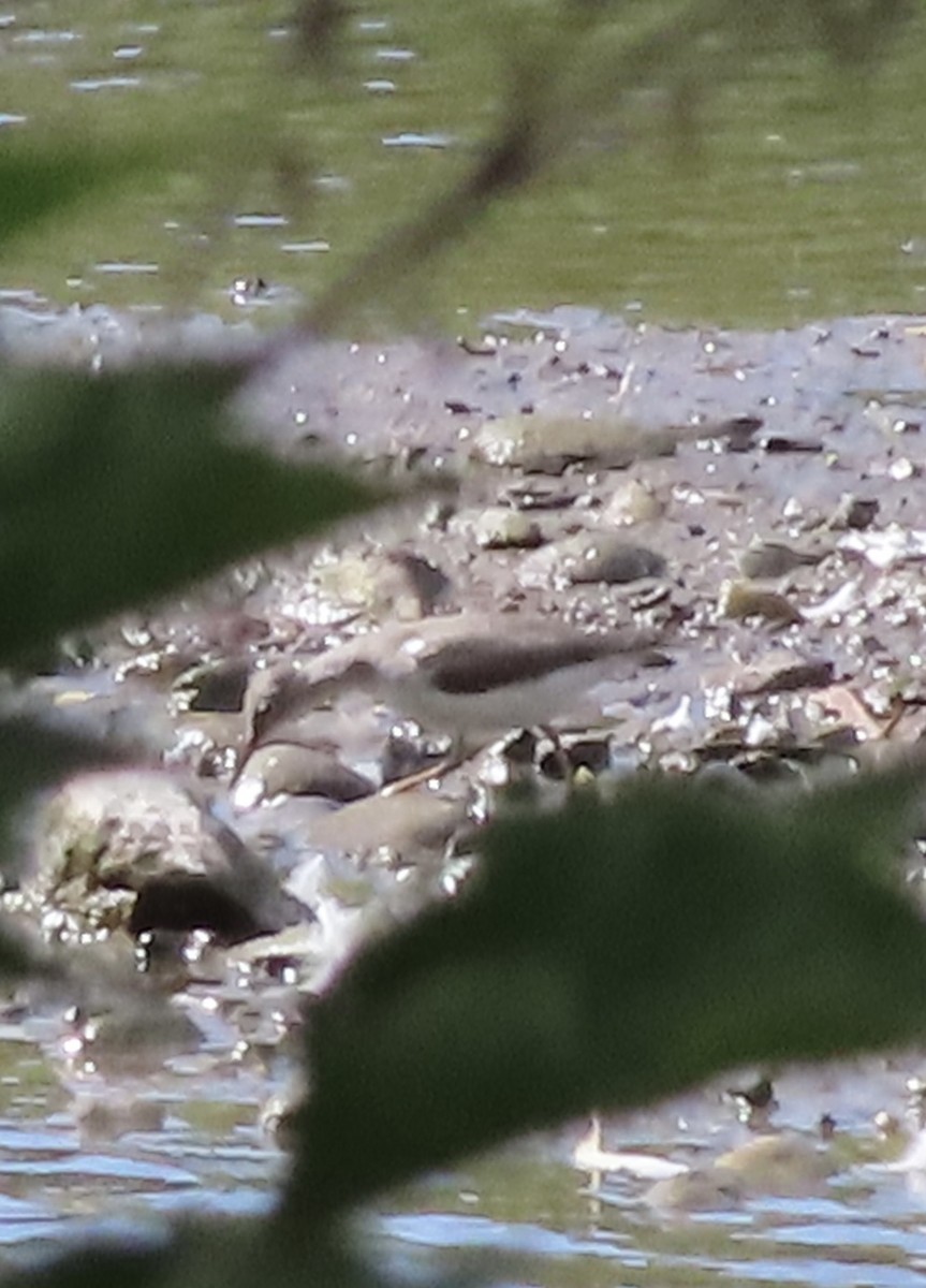 Spotted Sandpiper - ML641197236