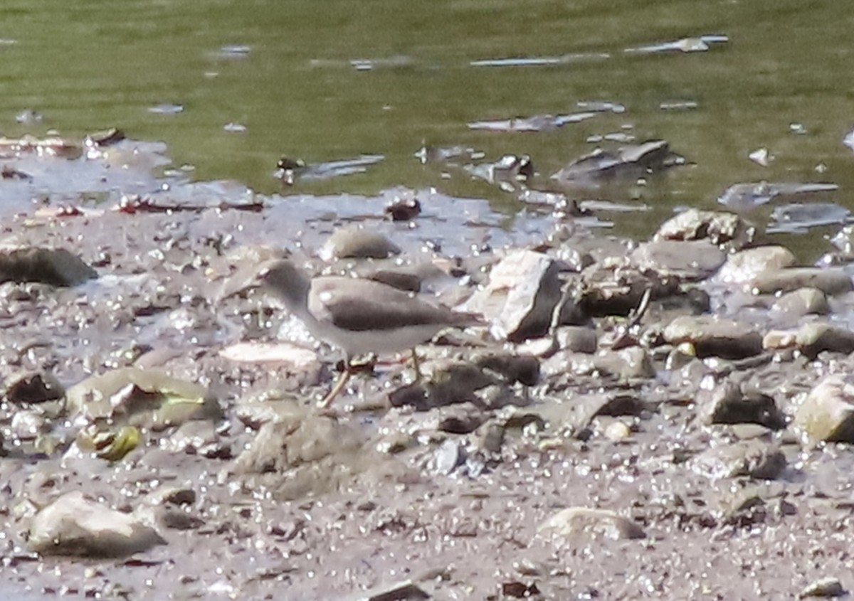 Spotted Sandpiper - ML641197237