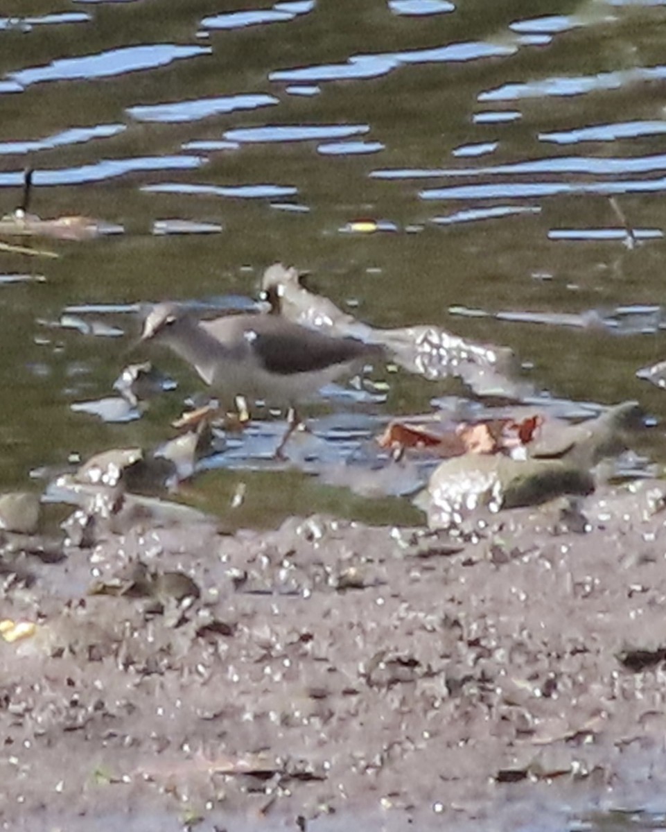 Spotted Sandpiper - ML641197238