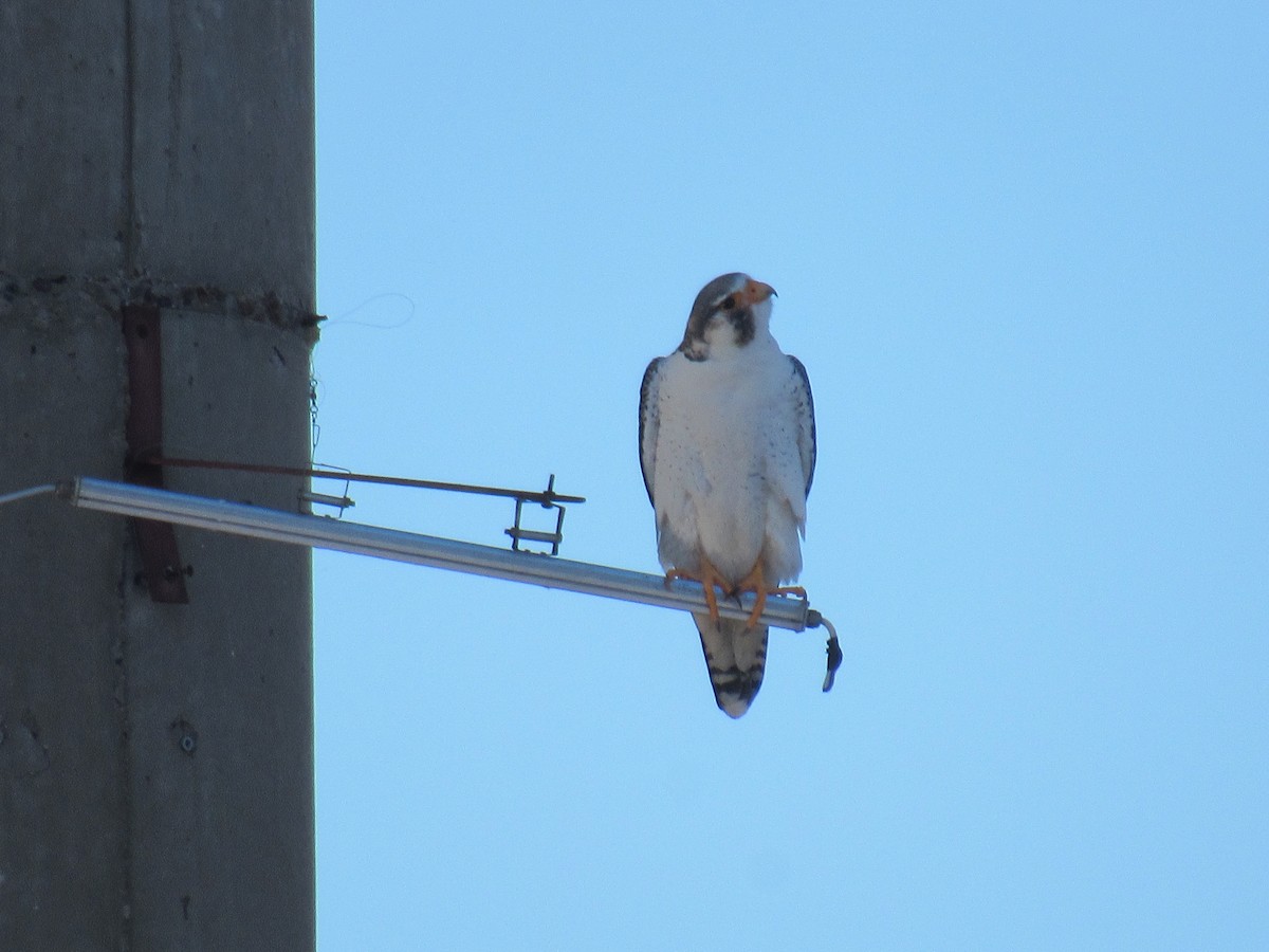 sokol stěhovavý - ML641197245