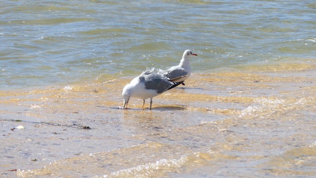 Yellow-legged Gull - ML641197246