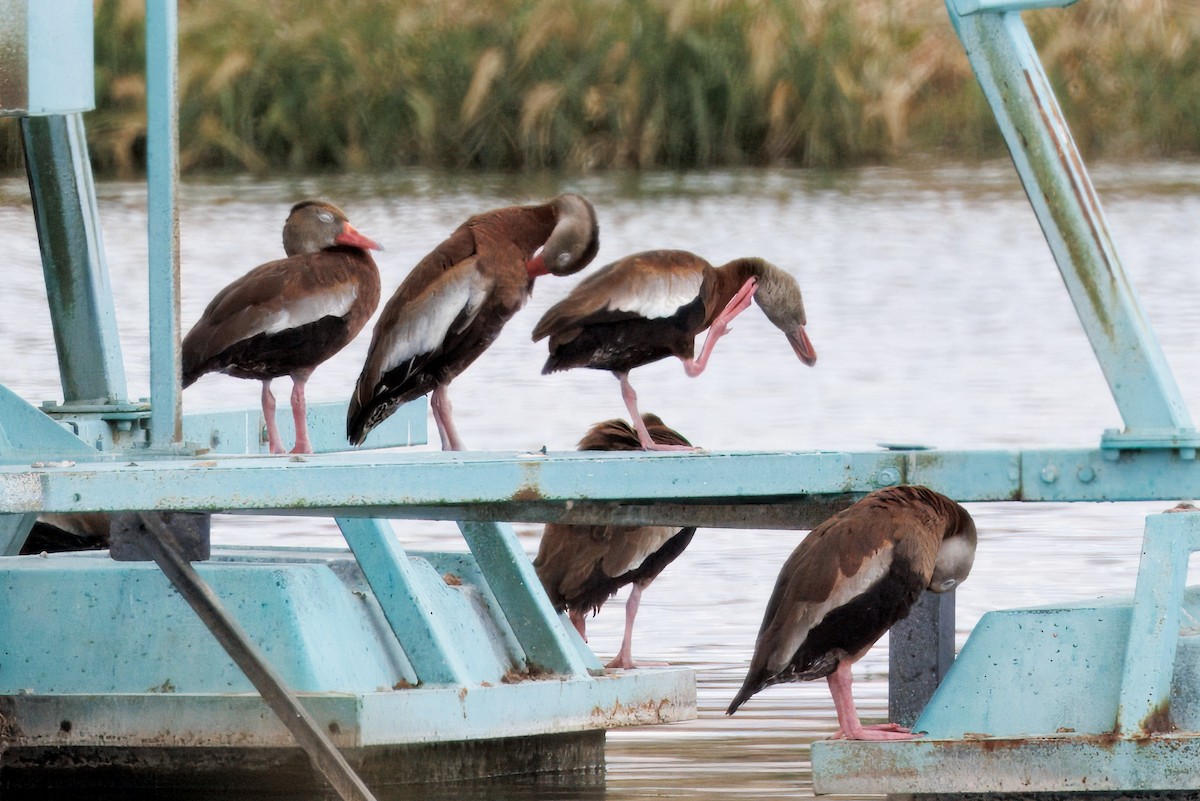 Dendrocigna beccorosso - ML641197248