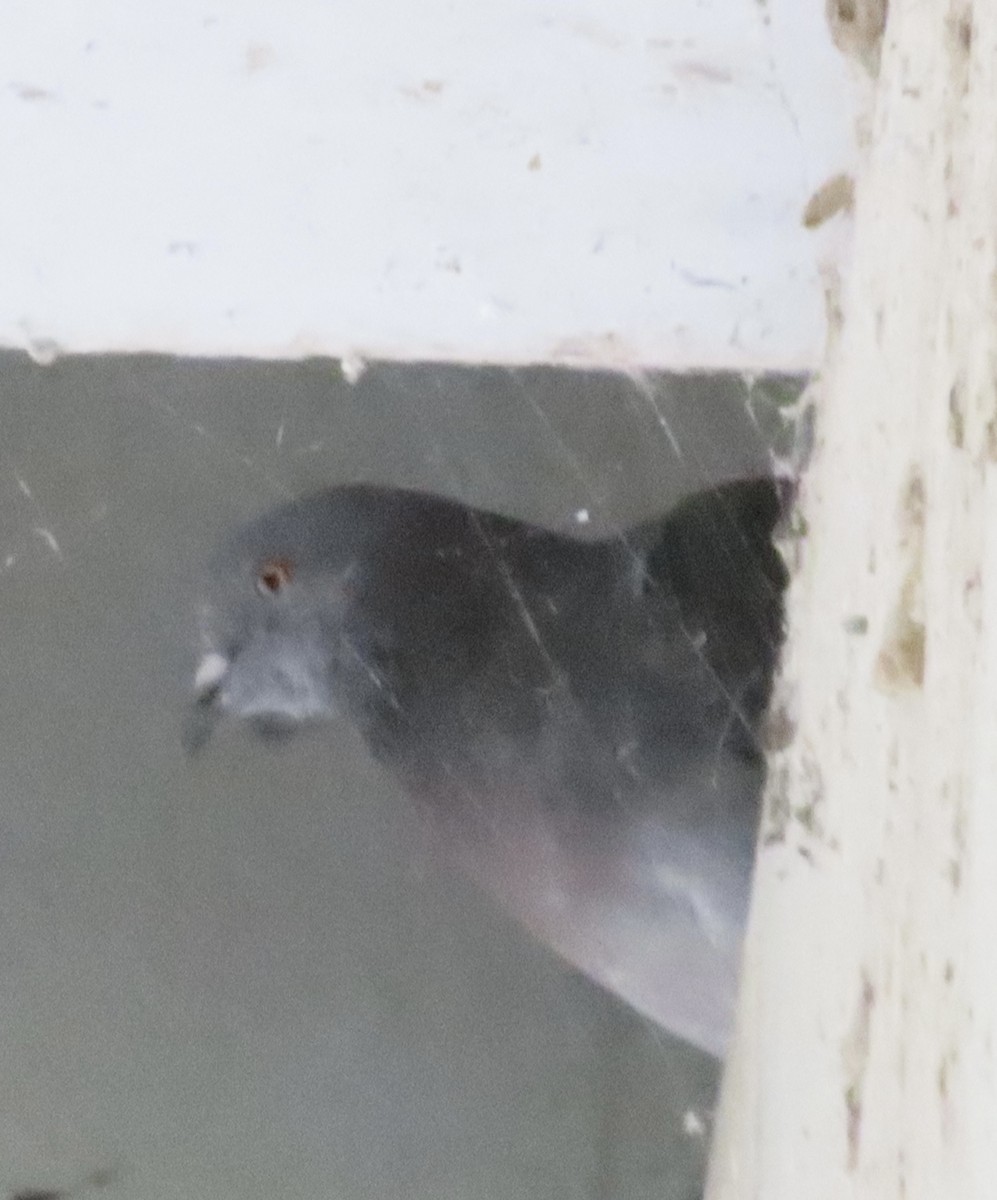 Rock Pigeon (Feral Pigeon) - ML641197261