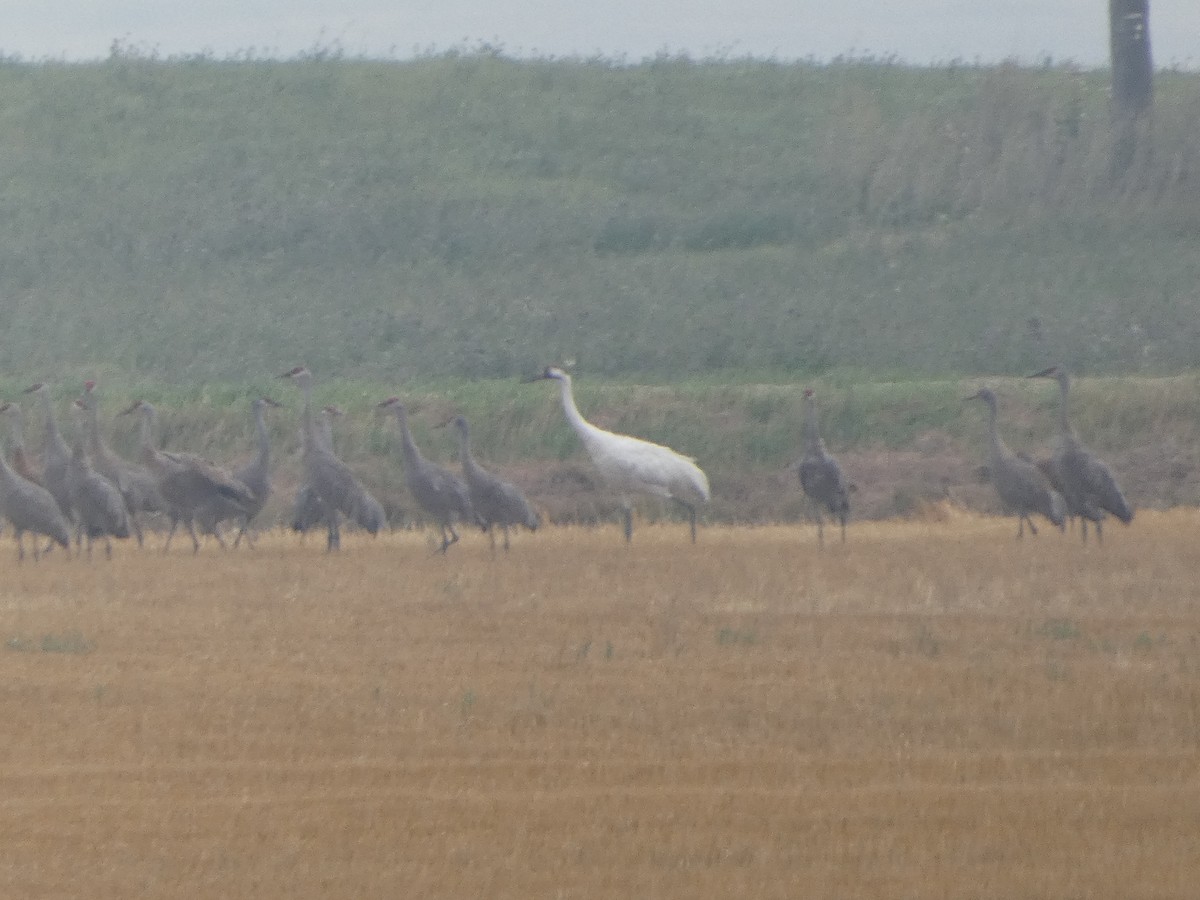 Whooping Crane - ML641197314