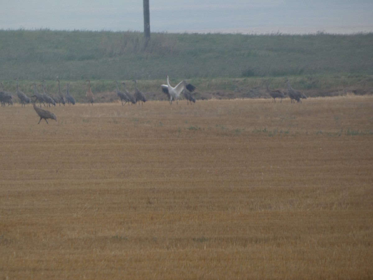 Whooping Crane - ML641197315