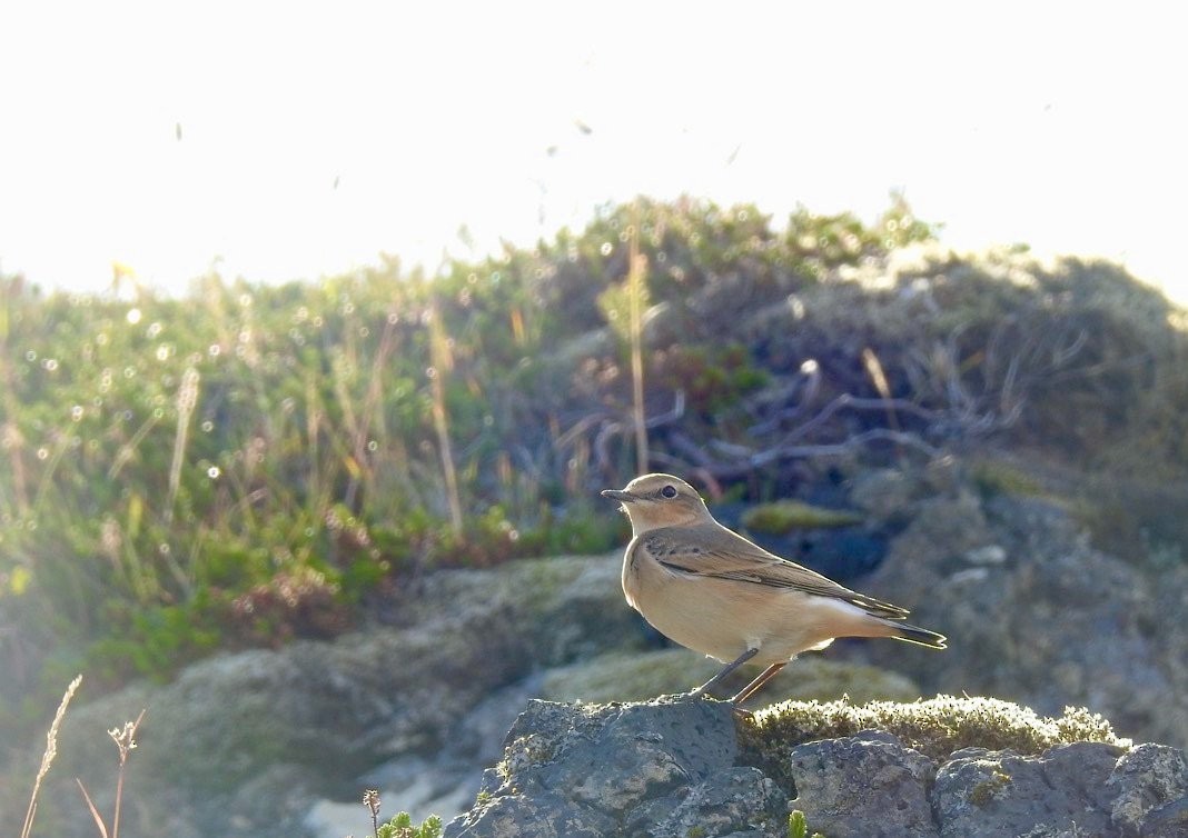 Northern Wheatear - ML641197326