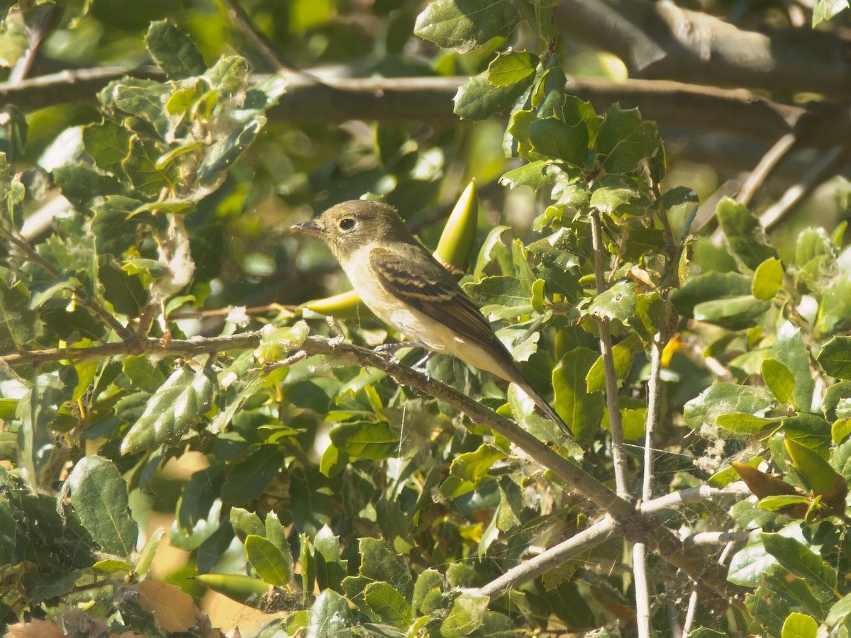 Western Flycatcher - ML641197338
