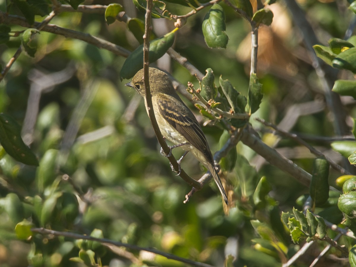 Western Flycatcher - ML641197339