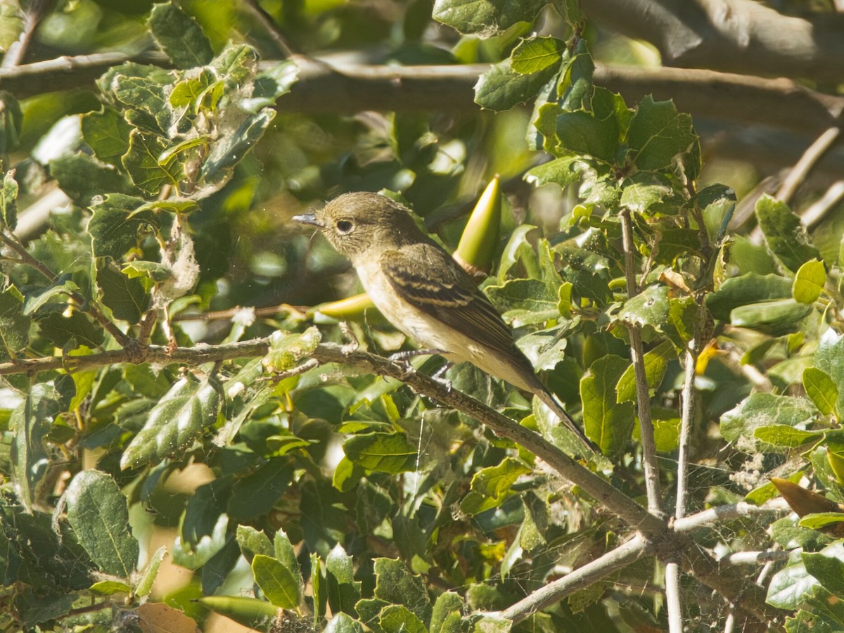 Western Flycatcher - ML641197340