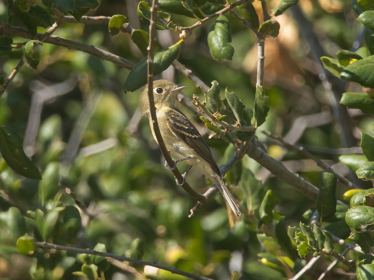 Western Flycatcher - ML641197341
