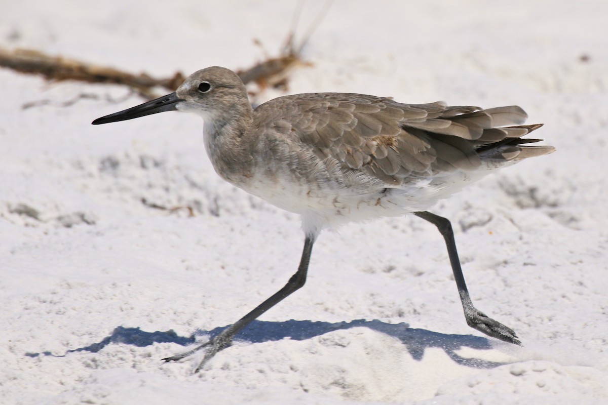 vodouš břehoušovitý - ML641197408
