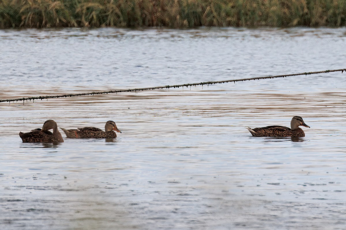 Mexican Duck - ML641197424