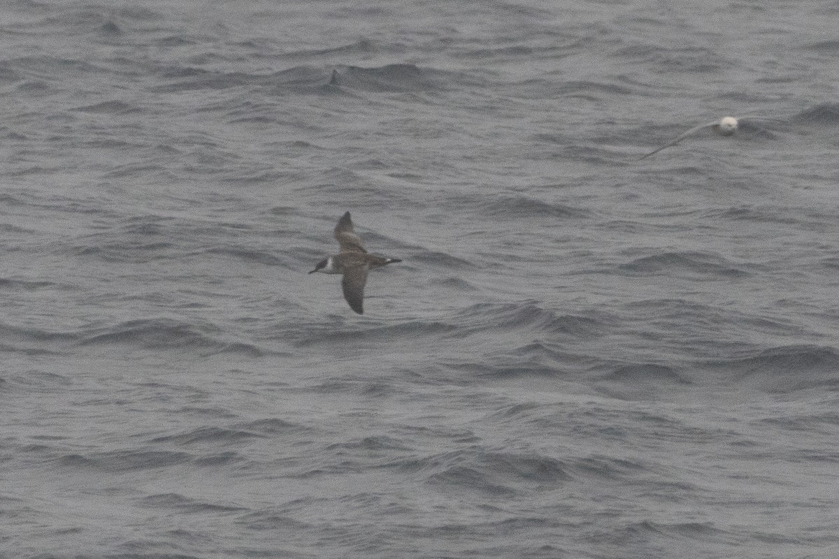 Great Shearwater - ML641197470