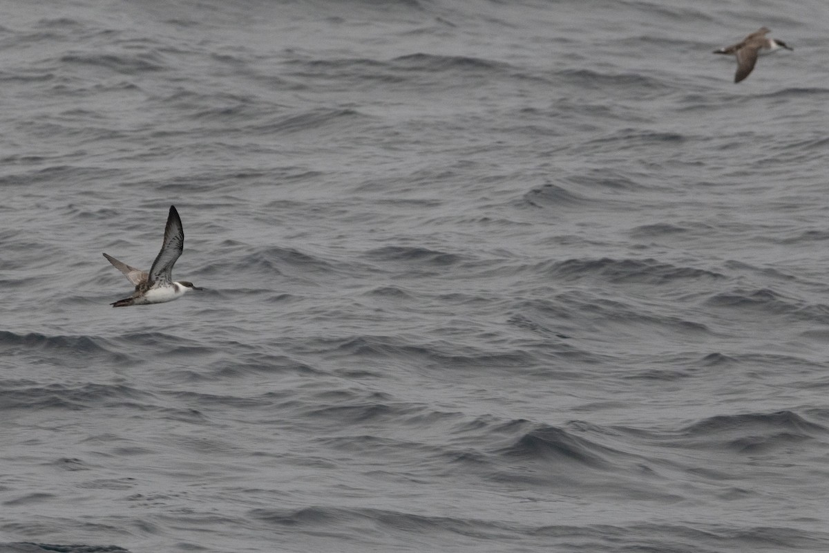 Great Shearwater - ML641197471