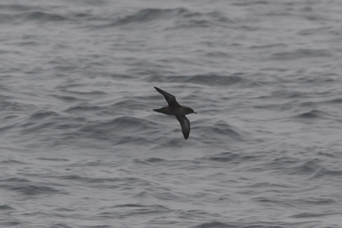 Sooty Shearwater - ML641197490